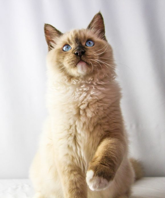 Portrait of male seal point mitted Ragdoll
