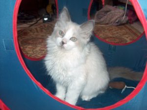 daisy as a young blue point bi-color ragdoll kitten