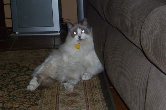 Ragdoll Cat sitting like Human