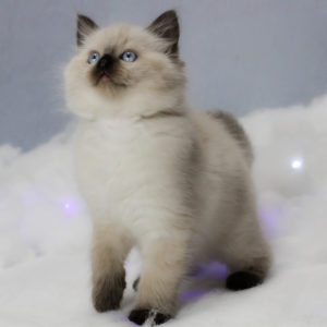 Previous Kittens | Oregon Ragdolls
