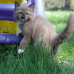 ragdoll in tall grass