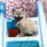 mink colorpoint ragdoll