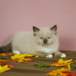White Paw Ragdoll kitten with brown coloration