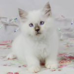 Blue Point Male Ragdoll Kitten baby