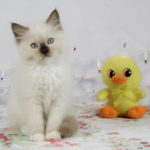 Chocolate Mitted Ragdoll Kitten