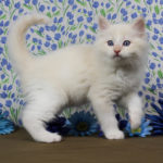Oregon Ragdoll sold near salem
