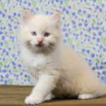 Flame colored Ragdolls