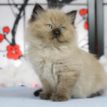 Portland Oregon Ragdoll Kitten