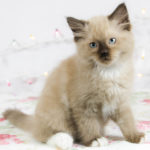 Dark Rich Seal Point Mitted Ragdoll