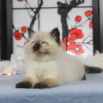 Oregon Ragdolls Boring Ragdoll Kitten