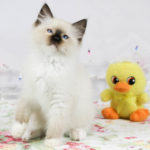 Seal Mitted Ragdoll Kitten