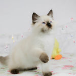 Seal Point Male from Oregon Ragdolls