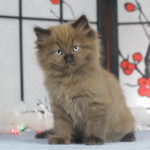 Seal Mink Colorpoint Female 