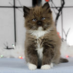 ORegon Ragdoll's Dark Mink 