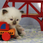 Ragdoll kitten photography