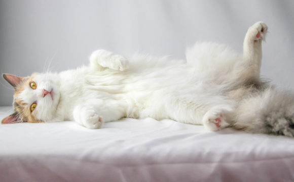 Beautiful black tortoiseshell solid Ragdoll