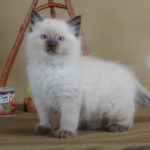 epic ragdoll boy kitten
