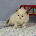 4 week old ragdoll tortie girl