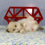 Cutest Ragdoll Kitten