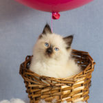 professional ragdoll kitten