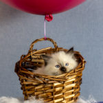 ragdoll kitten scared to be so high