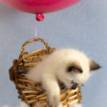 ragdoll kitten hot air balloon