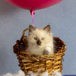 goodbye ragdoll kitten