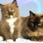 Ragdoll kitten next to his mother and a heart background