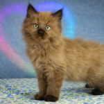 ragdoll kitten heart