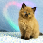 ragdoll kitten baby standing in front of heart LED