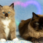momma ragdoll with baby